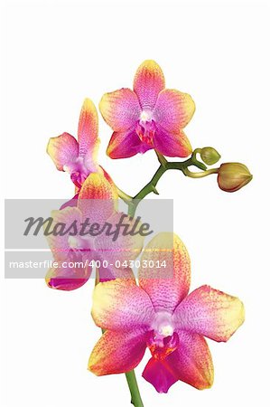Beautiful yellow and pink orchid isolated on white background