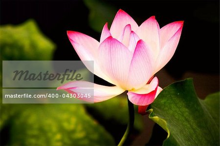 Closeup view of blooming pink lotus flower