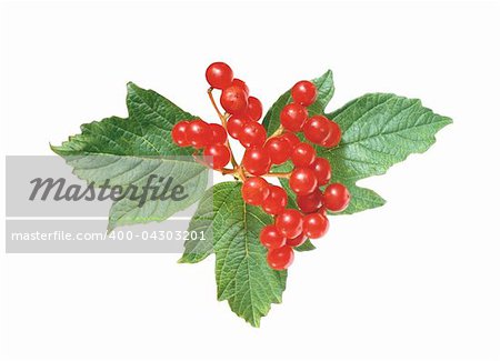 red currant with green leaves isolated on white