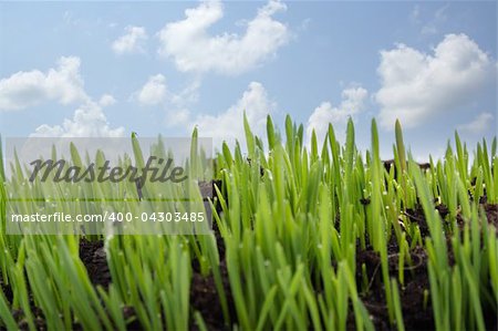 growing grass on background of blue sky from clouds