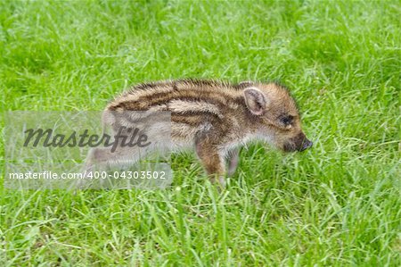 young wild boar pig walking after grass