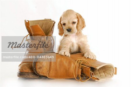 cocker spaniel puppy sitting up on pair of worn out work boots with reflection on white background