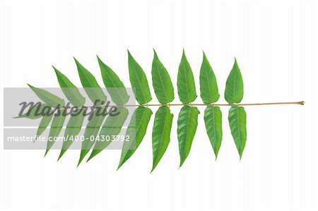 front view of green leafs on white background