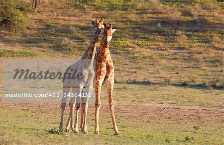 Two giraffe (Giraffa camelopardalis) in nature reserve in South Africa