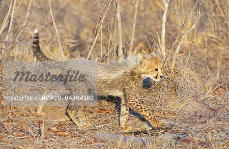 Cheetah (Acinonyx jubatus) cub walking in savannah in South Africa