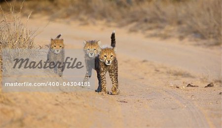 Three Cheetah (Acinonyx jubatus) cubs walking on the road in savannah in South Africa