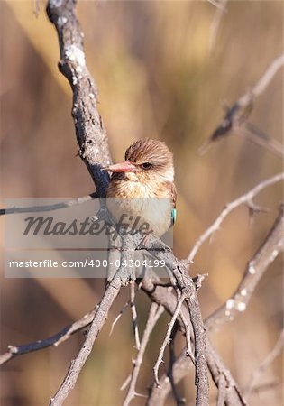 Brown-hooded Kingfisher (Halcyon albiventris) sitting on the branch in South Africa
