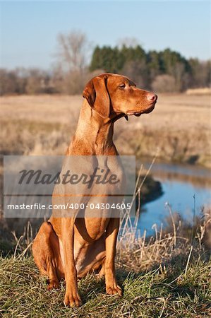 A female Vizsla dog sits in a field on the bank of a creek with trees and sky in the background.