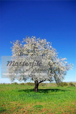Lonely  almond tree in green field at Portugal.