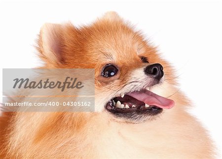 Pomeranian dog isolated on a white background