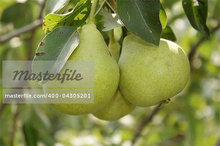 Three ripe pears in hanging on the branch in the garden