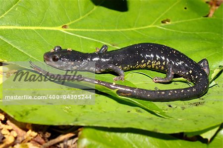Slimy Salamander (Plethodon glutinosus) at Monte Sano State Park, Alabama.