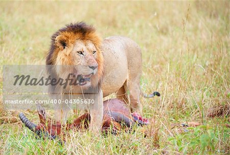 Single male lion (panthera leo) with a kill in savannah in South Africa