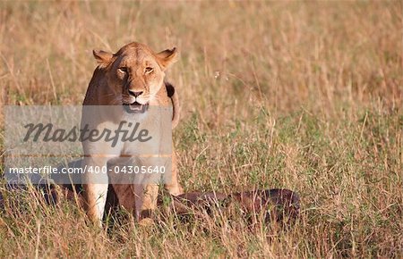 Single female lioness (panthera leo) with the kill in savannah in South Africa