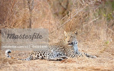 Leopard (Panthera pardus) resting in savannah in nature reserve in South Africa