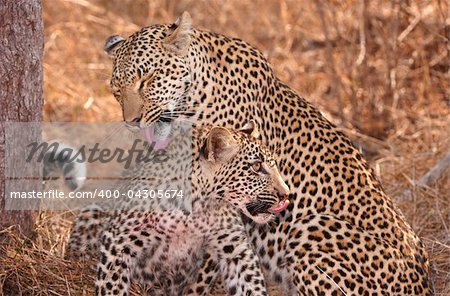 Two Leopards (Panthera pardus) cleaning each other in savannah in nature reserve in South Africa