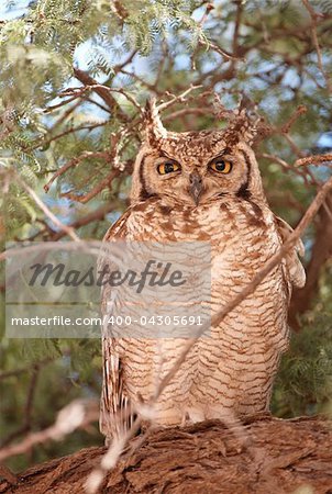 Spotted Eagle Owl (Bubo Africanus) sitting on the tree in South Africa