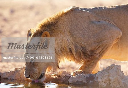 Single lioness (panthera leo) drinking water fom the water hole in savannah in South Africa