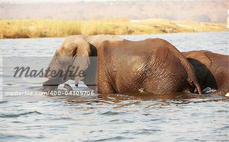 Large herd of African elephants (Loxodonta Africana) walking through the river in Botswana