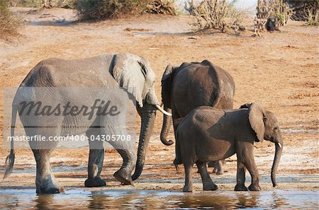 Group of Large and small African elephants (Loxodonta Africana) drinking water from the river in savanna in Botswana