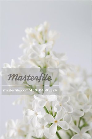 Beautiful fragrant white lilac on white background. Soft focus