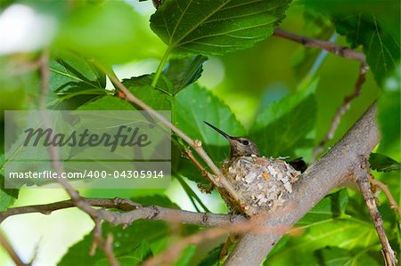 Closeup view of a hummingbird sitting in a nest