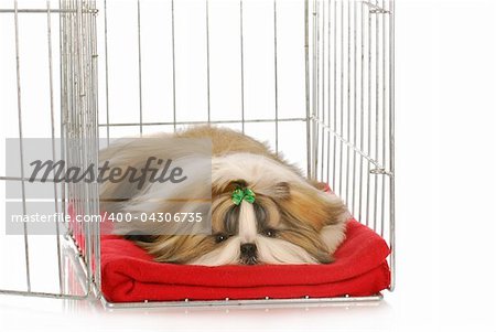 shih tzu puppy laying in dog crate on red blanket