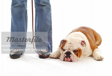 dog obedience training - english bulldog laying down at feet of owner on white background