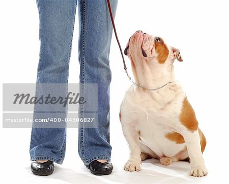 obedience training - english bulldog sitting looking up at handler on white background