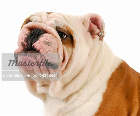 english bulldog making silly expression on white background