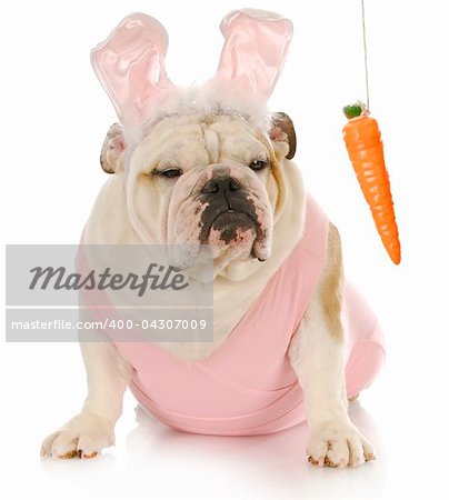 english bulldog dressed up as easter bunny sitting beside carrot dangling on a string with reflection on white background