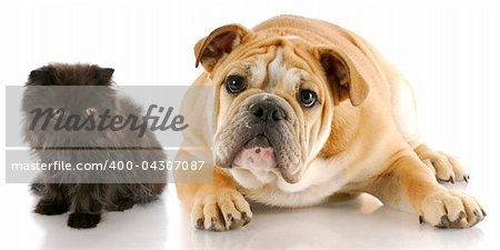 adorable persian kitten and english bulldog puppy with reflection on white background