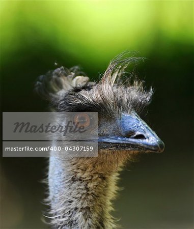 Detail of a head of a Emu bird with a shallow DOF