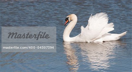 Male mute swan (cob) reflected in the water