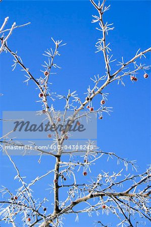 Frozen frosted tree branch with red berries against blue sky