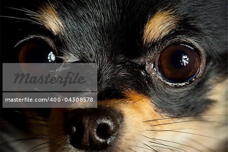 Long-hair Chihuahua dog close up at home