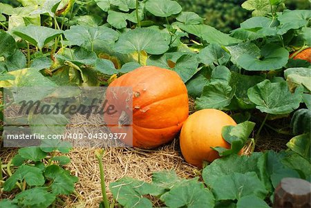 Pumpkin plants Thailand