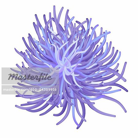Illustration of the sea anemone - sea flower - vector. This file is vector, can be scaled to any size without loss of quality.