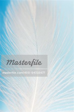 Macro view of a feather on the blue background