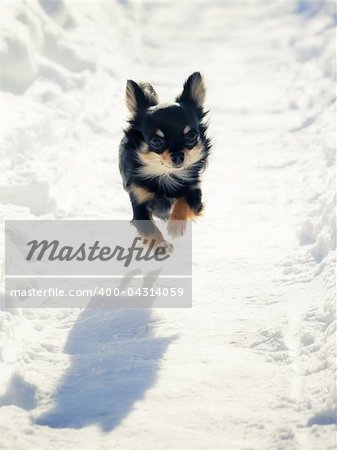 Long-haired Chihuahua dog running on snowy road
