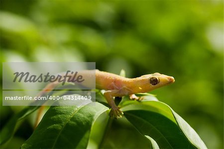 Yellow lizard sitting on green leaf sunny day outdoors