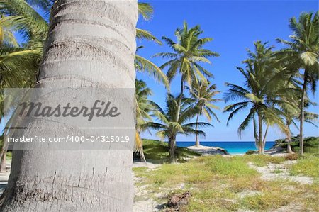 coconut palm trees in Caribbean tropical beach