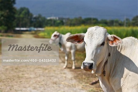 Cows in popcorn field in the nort of Thailand.