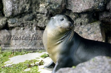 Sea lions photographed at the galapagos islands