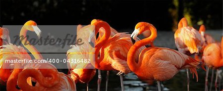 Flamingo on a decline. A portrait of group of pink flamingos against a dark background in decline beams.