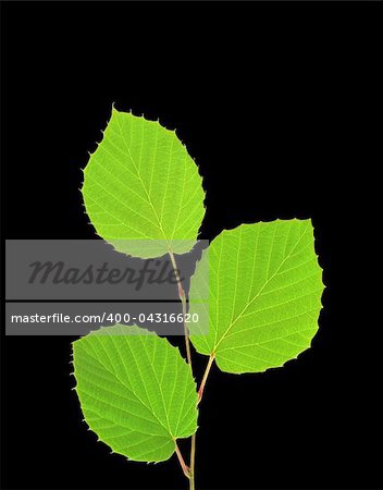 Green leaves isolated on black