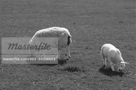 sheep and lamb grazing on grass in ireland in black and white