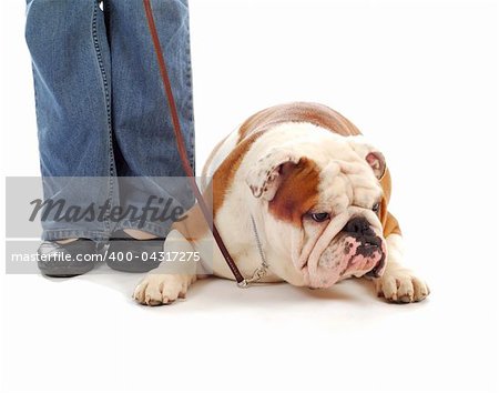 obedience training - woman teaching english bulldog to down on white background