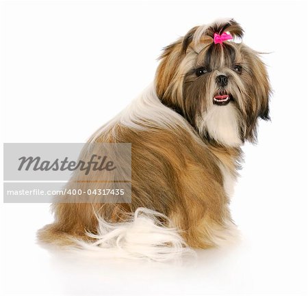 adorable female shih tzu puppy with pink bow in hair with reflection on white background