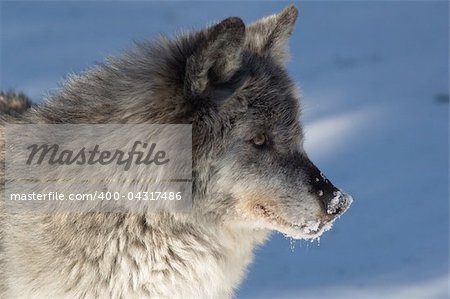 A female gray wolf in snow during winter